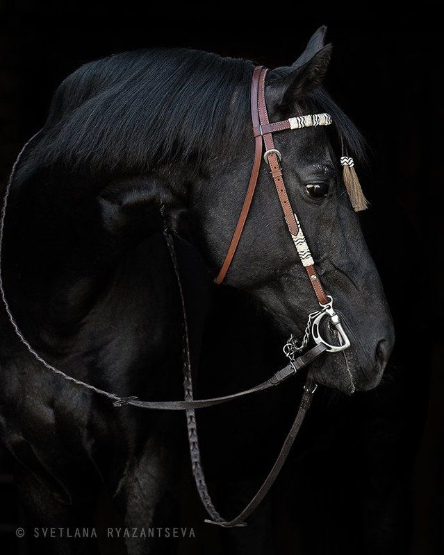 isolated, horse, stallion, head, black, dark, portrait, animal, лошадь, лошади, жеребец, вороной, портрет, черный Фаянсphoto preview