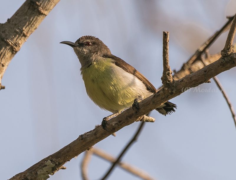 Purple-rumped Sunbird - female photo preview