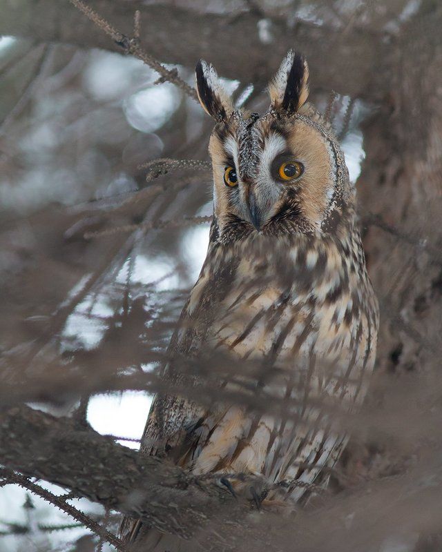 птицы, совы, ушастая сова Совушкаphoto preview