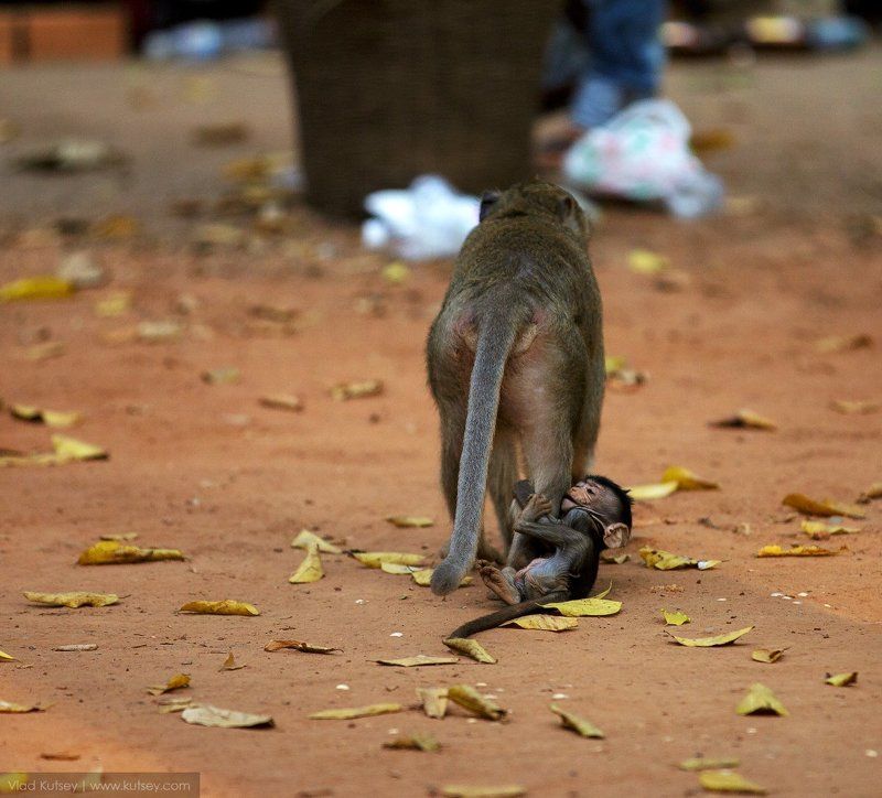 мама, макака, обезьяна, малыш, детеныш, азия, камбоджа, воспитание  Мама, купи банан!photo preview