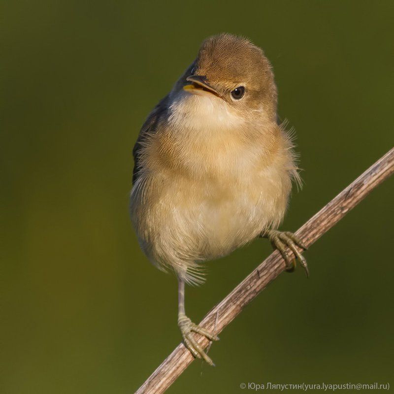камышевка ***photo preview