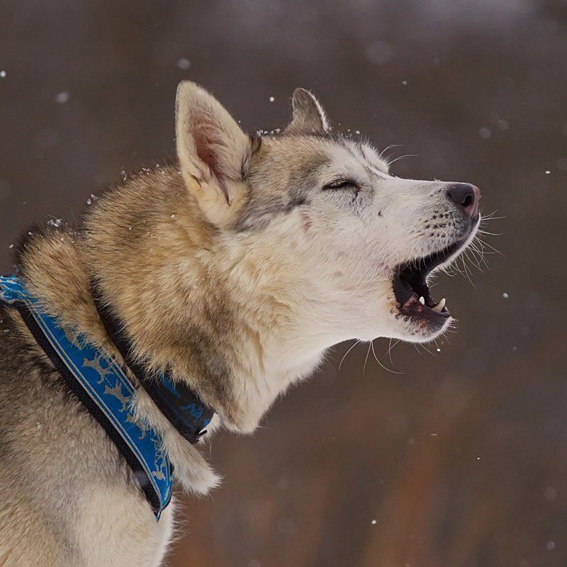 гонка, упряжка, ездовой спорт, собака, чемпионат, спорт В собачьей упряжкеphoto preview