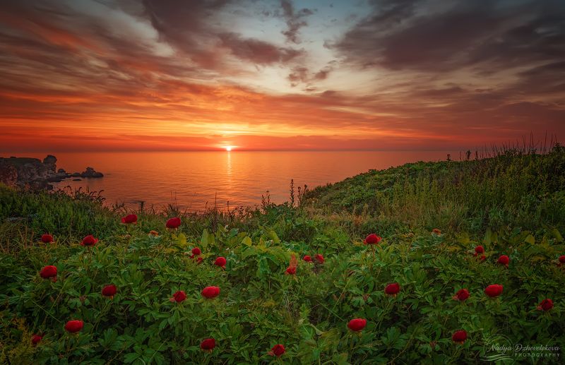 Дикие пионы на рассветеphoto preview