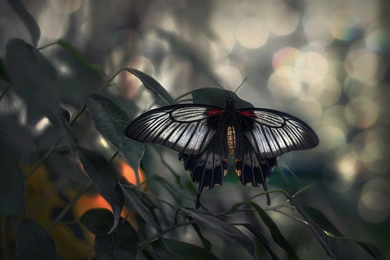 Butterflyphoto preview