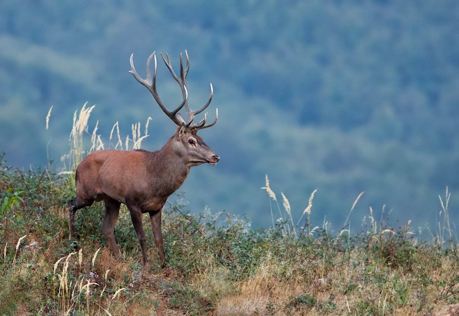 олень. Автор: Ivan Ivanov , Ivan Ivanov