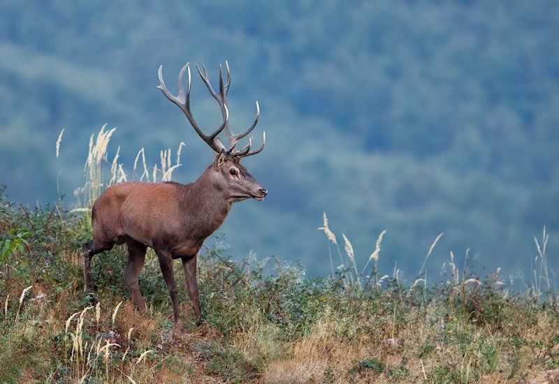 оленьphoto preview