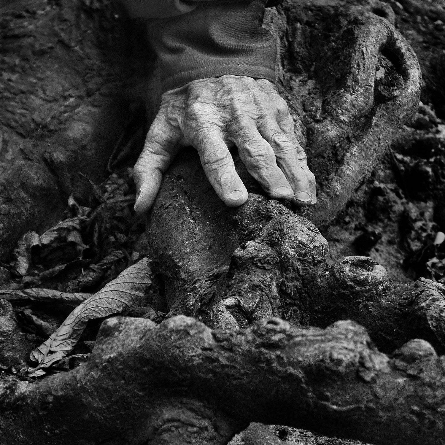 Осень. Автор: Nikolai Endegor hand, skin, old, roots, autumn, leaves, associations,, Nikolai Endegor