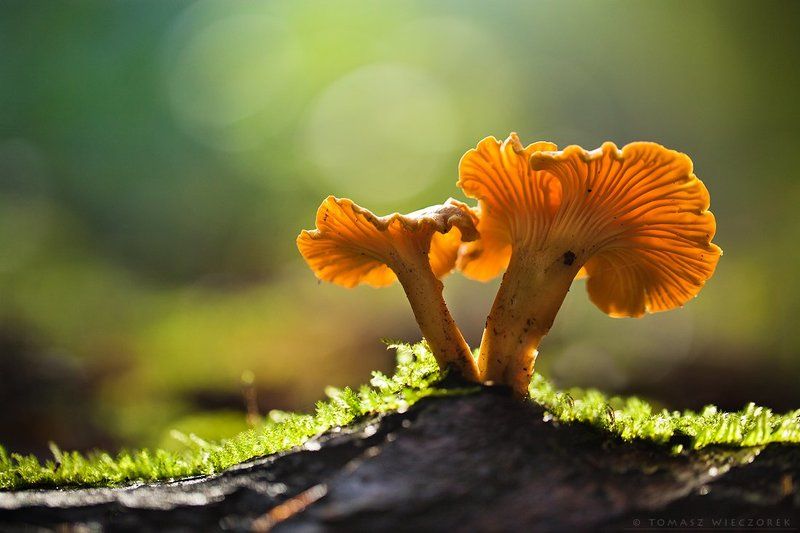 mushroom, forest, morning, autumn, light, shadows Morning lightphoto preview