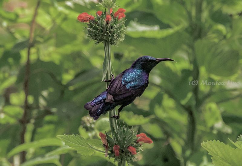 birds  Purple Sunbirdphoto preview
