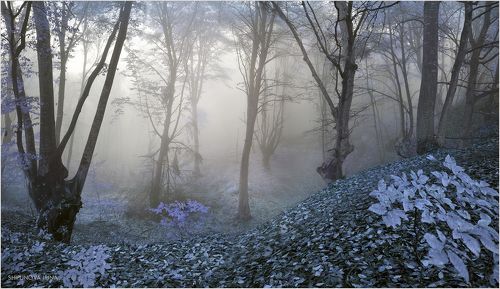 Сказочный лес 8