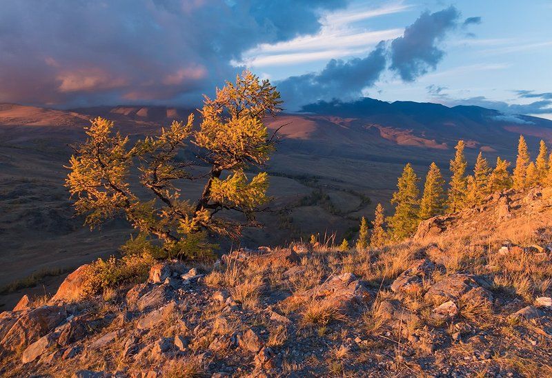 золотой, вечер, закат, лиственницы, горы, алтай, курай Pro золото Кураяphoto preview