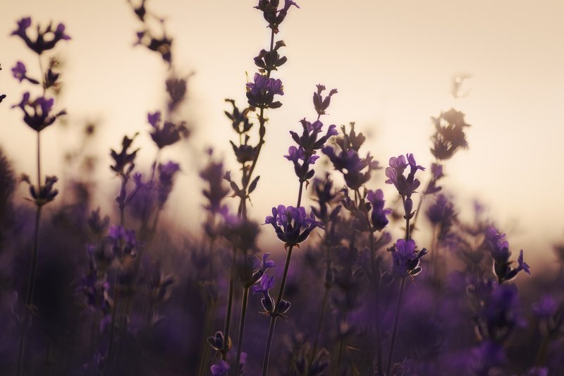 Lavender morningphoto preview
