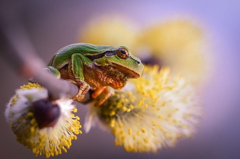 Философ фото превью