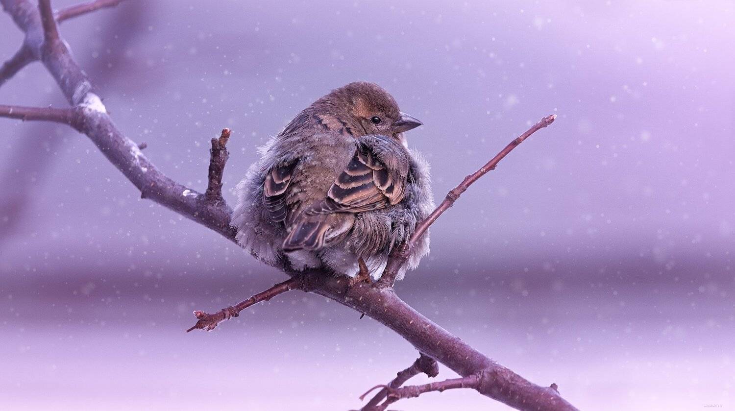 ... скоро весна ? :). Автор: Дмитрий Посевич природа, лес, животные, птицы, Дмитрий Посевич