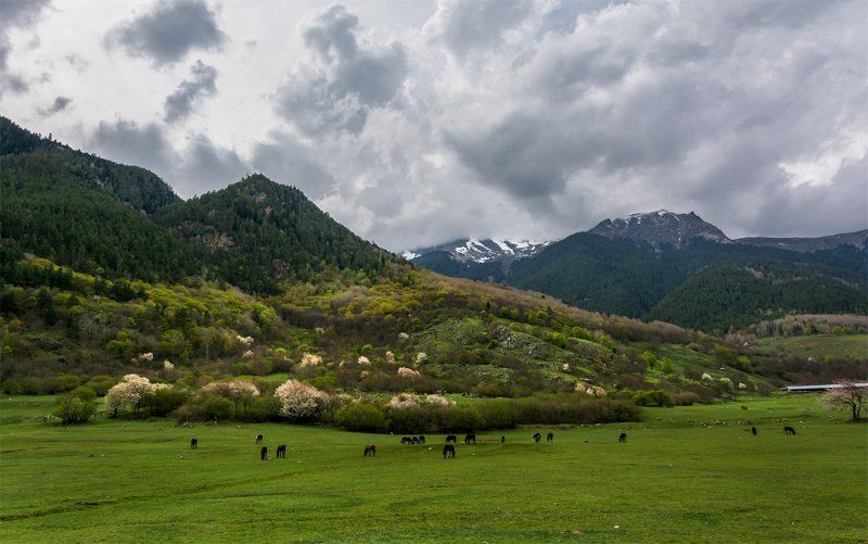 весна, горы, животные, кавказ, лошади, небо, панорама, пейзаж, природа, северный кавказ ***photo preview