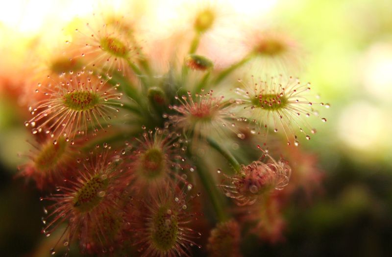 Росянка.photo preview