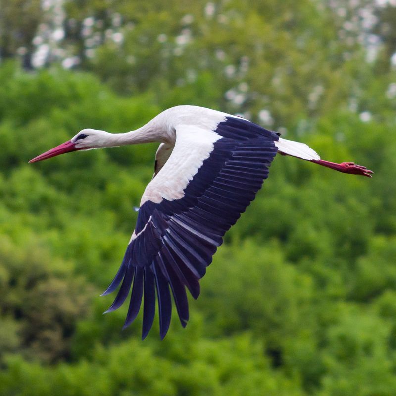 полет, аист, nature, forest, bird, fly,  white, black, spring Полетphoto preview