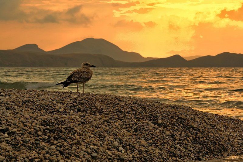 Бакланы, Коктебель, Крым Черноморский бакланphoto preview