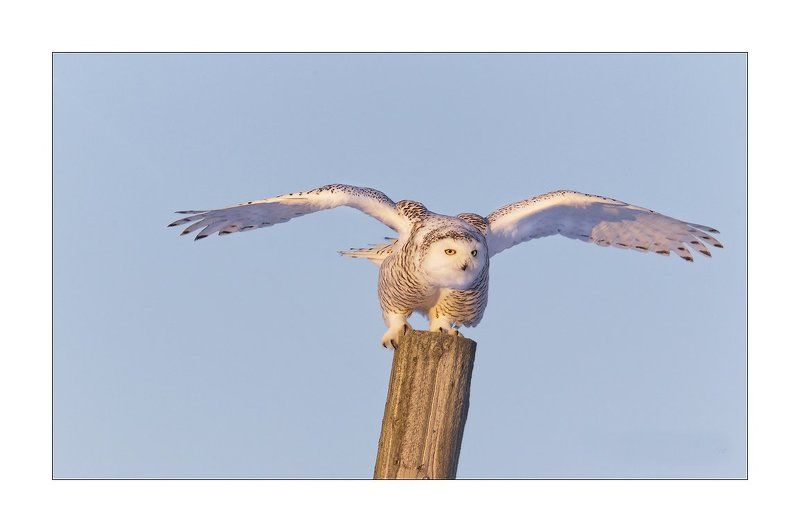 Harfang des Neigesphoto preview