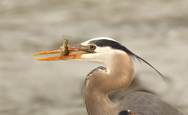 Grand Héronphoto preview