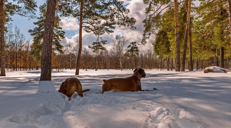 март, снег, лес, собаки, боксёры В поисках подснежниковphoto preview