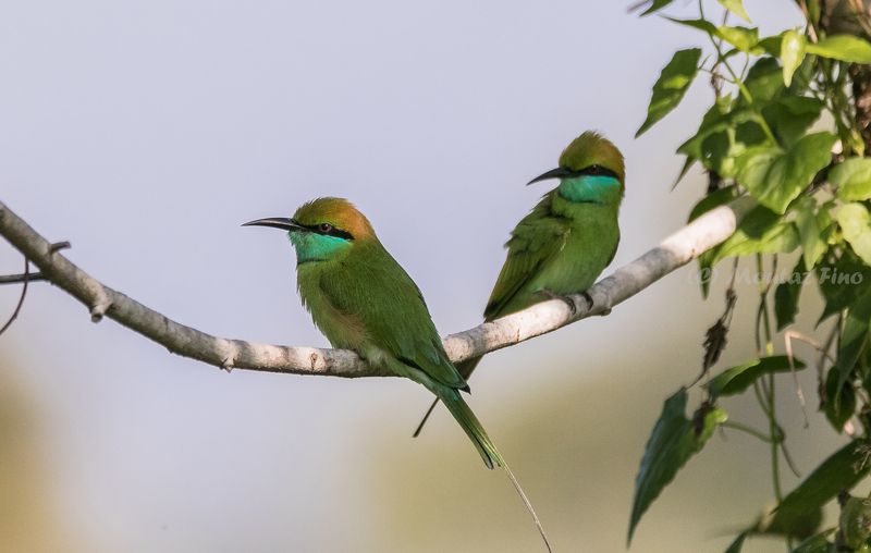 birds Dazzling Bee-eaters photo preview