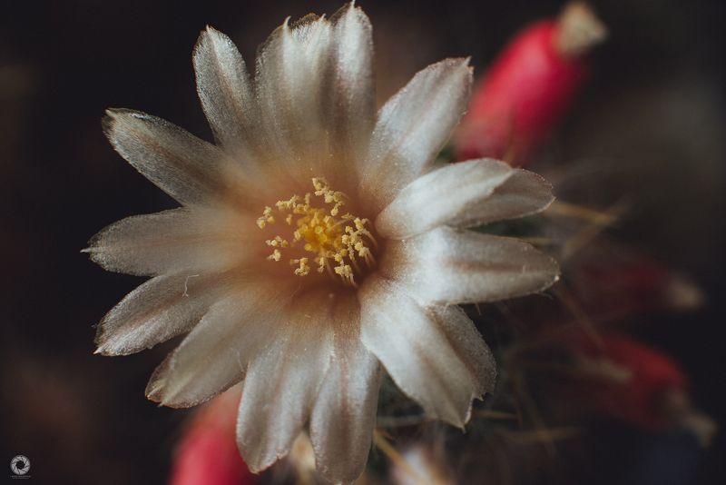 Квітка кактусаphoto preview