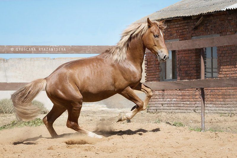 outdoor, dust, horse, stallion, red, rear legs, sand, farm, paddock, motion, bay, play, ranch, animal, rear, лошадь, лошади, свечка, рыжий, жеребец Играphoto preview