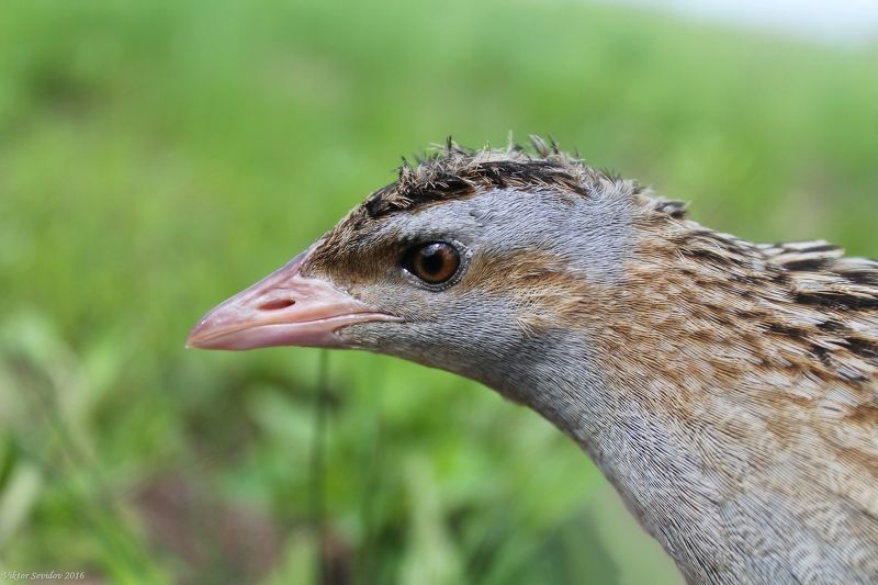 Коростель.(лат. Crex crex)photo preview
