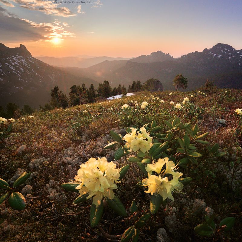 красноярский край, западные саяны, национальный парк  ергаки, закат, горы, рододендроны. Рододендроныphoto preview