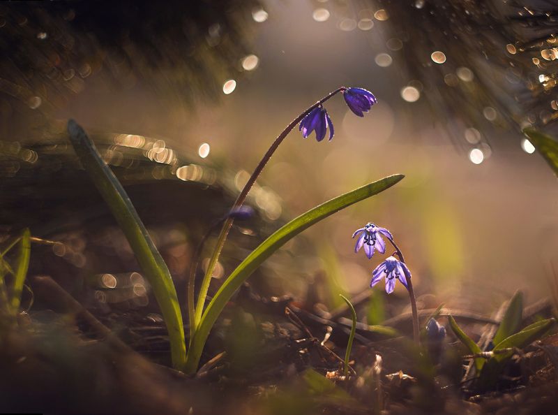 Весенний разговорphoto preview