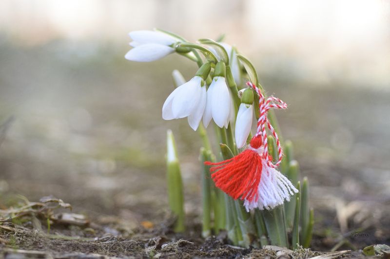 Мартеници - белые и красныеphoto preview