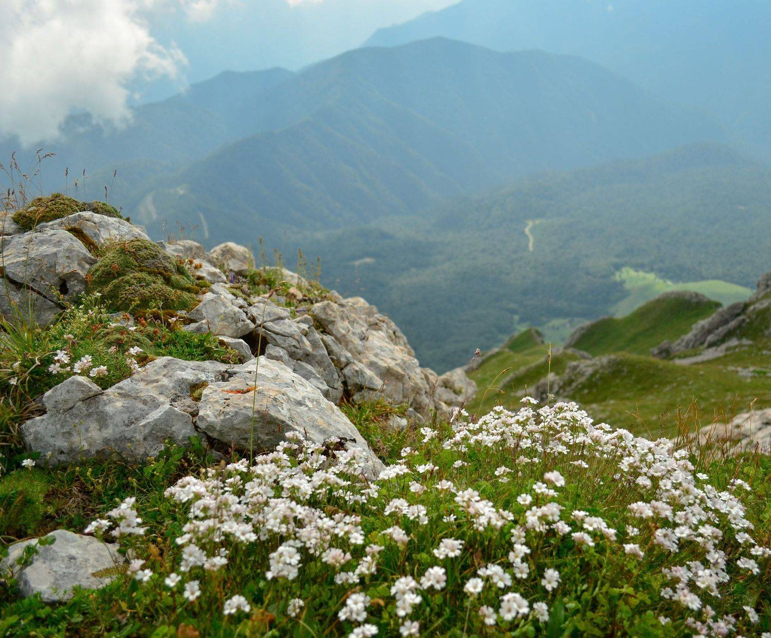 Цветение гор. Автор: Елена Шевченко горы, весна, цветы, Елена Шевченко