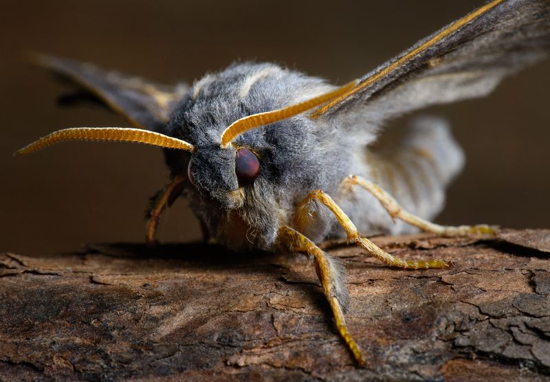 бабочка, бражник, байкал Забодаю!photo preview