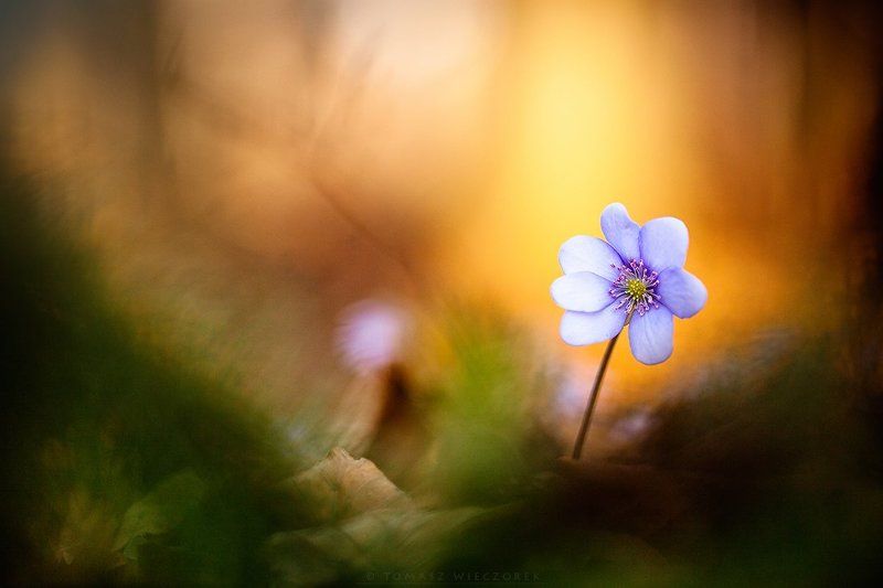 spring, forest, poland, silesia, light, morning, flower, hepatica nobilis, colours We have it! Spring has comephoto preview