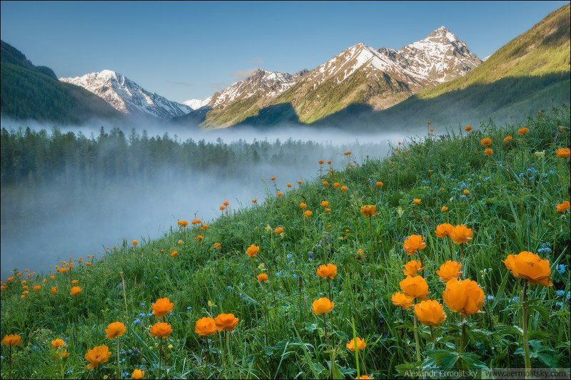 алтай, altai ~ Жарки ~photo preview