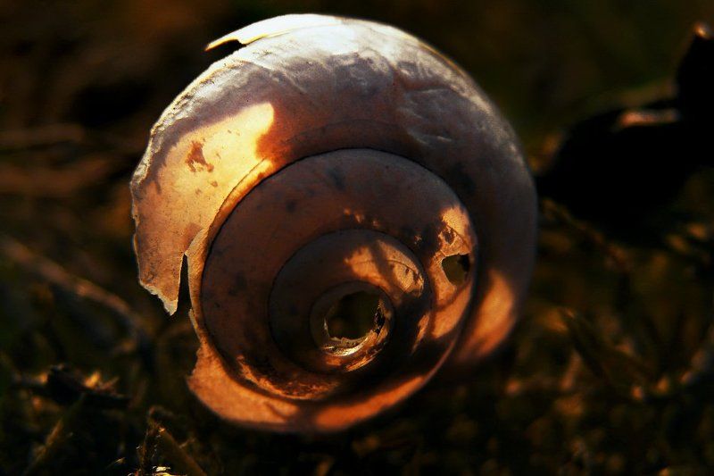 wake,macro,snail,kiev,zeiss,light, златни спомениphoto preview