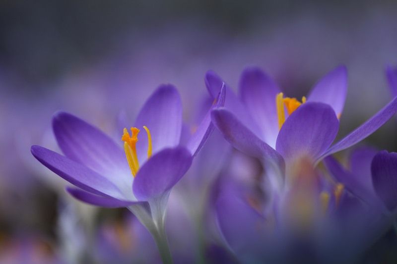 Проклюнулисьphoto preview