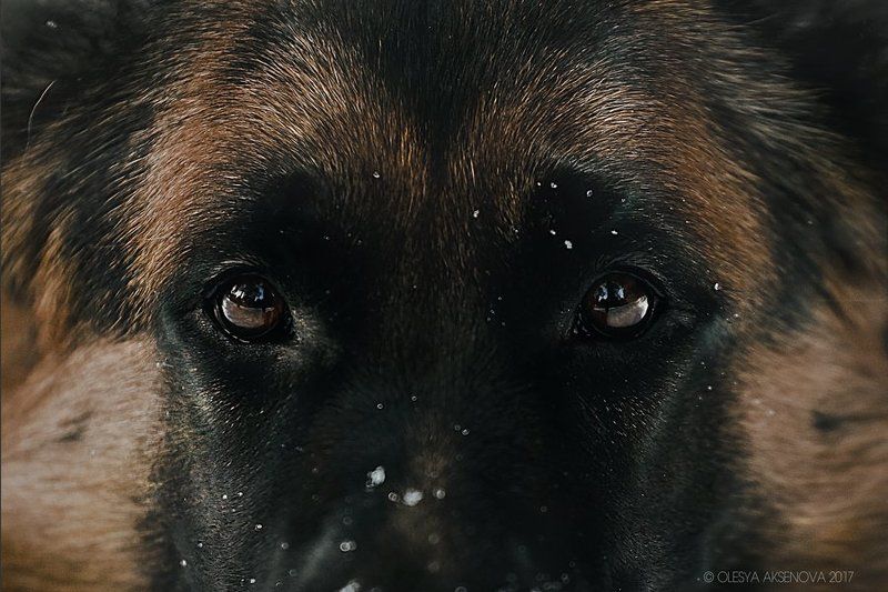 собака, глаза. овчарка, немец Самые преданные глазаphoto preview