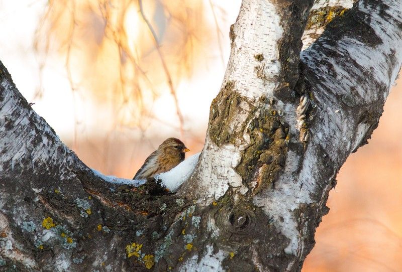 птицы, чечетка Чечёткаphoto preview