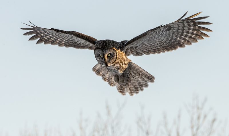 chouette lapone / great gray owl / strix nebulosa photo preview
