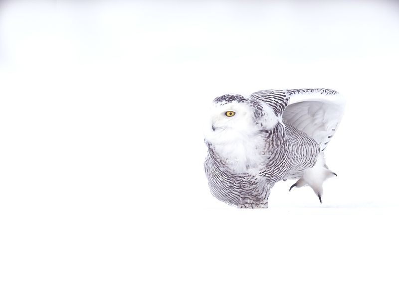 Harfang des Neiges / Snowy Owl / Bubo scandiacusphoto preview