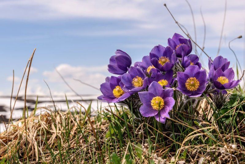 цветы, прострел, flowers Весенние букетыphoto preview