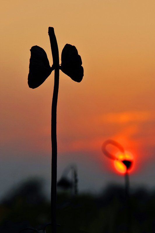 lotus lotusphoto preview