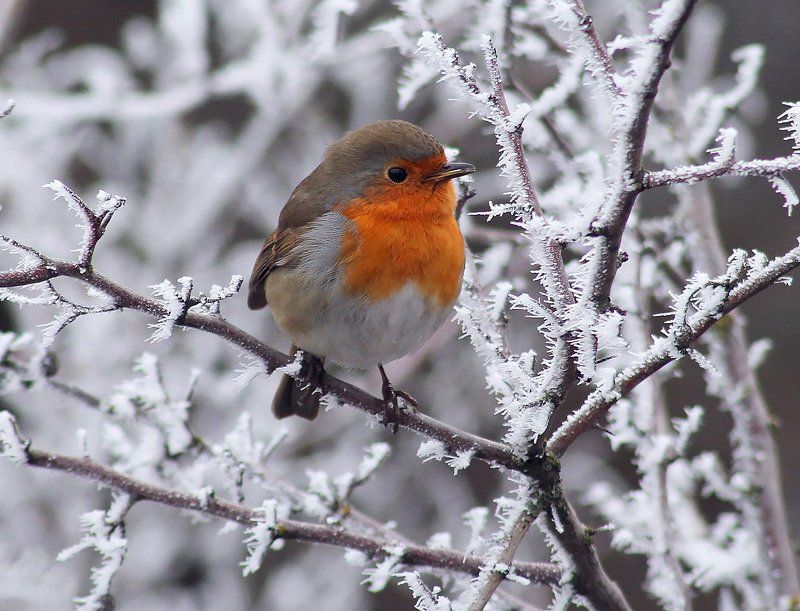 Зарянка одним туманным зимним утром.photo preview