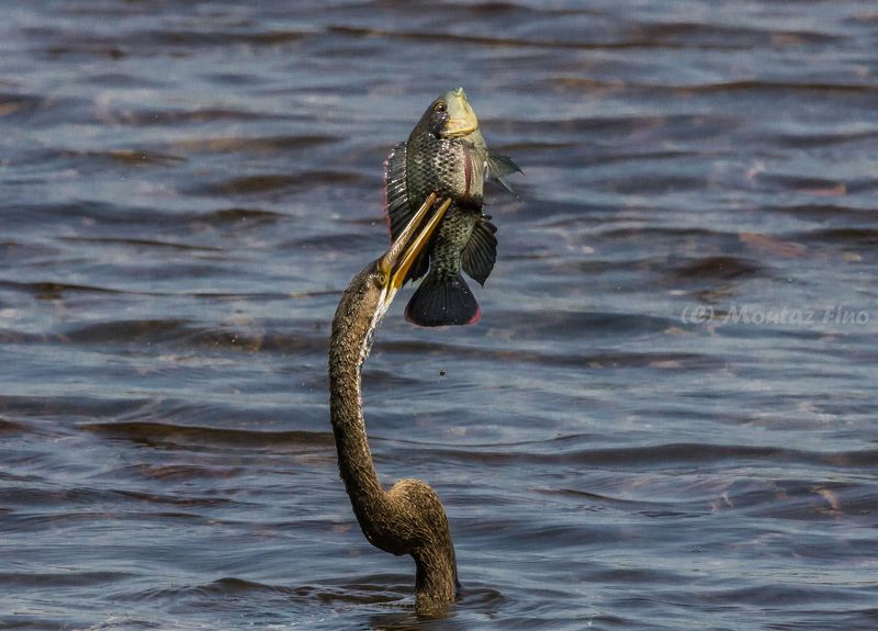 Lunch Timephoto preview