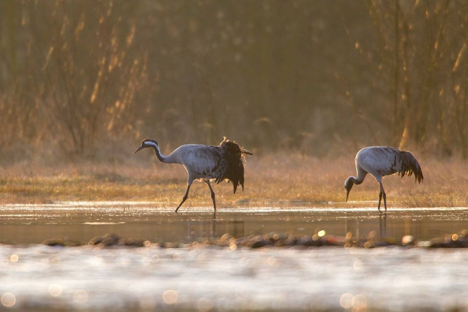 Springtime. Автор: Lukasz Dobkowski , Lukasz Dobkowski