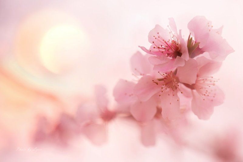 Flowersphoto preview