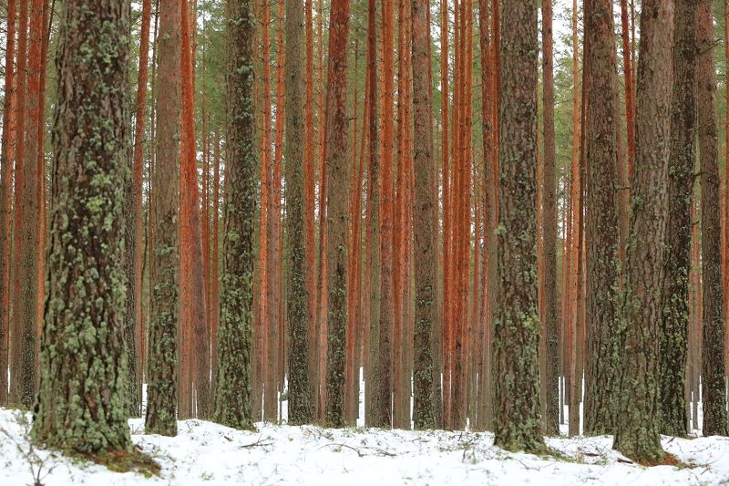 Красный Борphoto preview