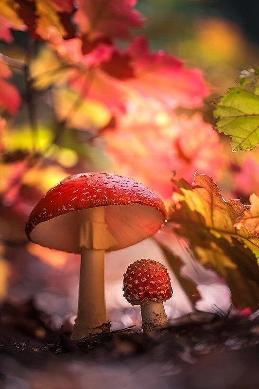 Спрятались в осени.photo preview